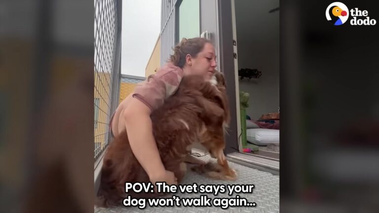 Texas Veterinarians Warn Cooper He May Never Walk Again, So His Mom Begins A Tireless Recovery Routine