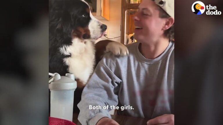 California Couple Welcomes Two Bernese Mountain Dogs Into Their Home, And Their Opposite Personalities Bring An Unexpected Change
