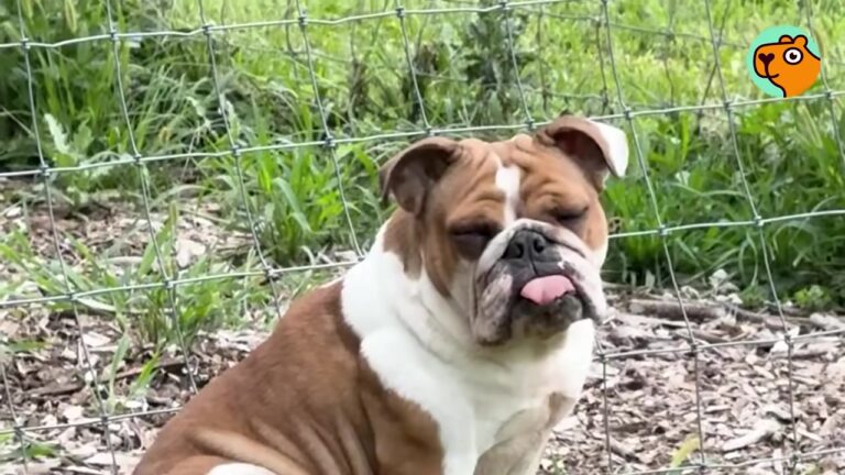 New York Woman Found A Sad Bulldog Sitting On A Log, Then Noticed Something Eerily Familiar About Her
