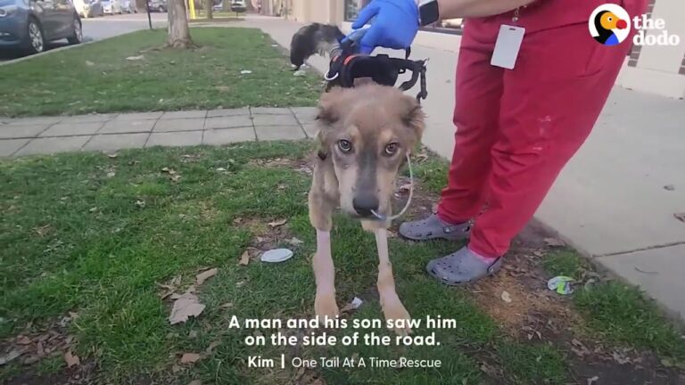 Texas Doctor Promises To Foster A Struggling Roadside Dog, Then Watches Him Discover The Joy Of Playing With Toys