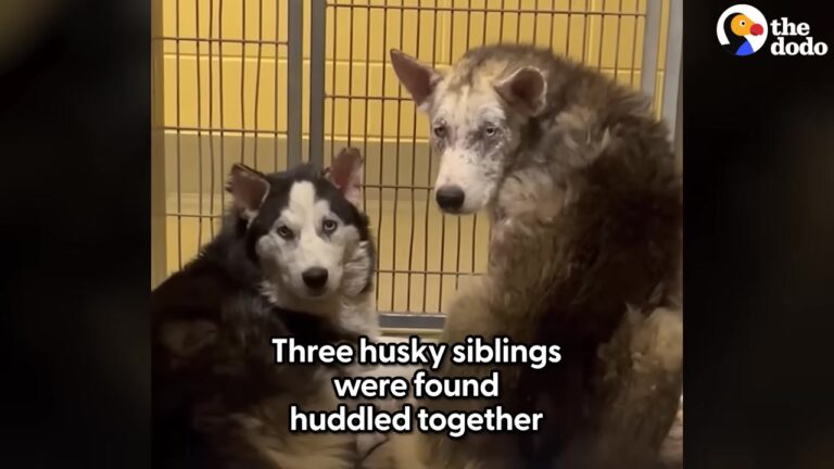 California Rescuers Find Three Huskies Huddled Together In A Field, But One Dog Has A Fear They Don’t Expect