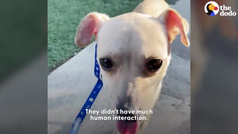 Texas Chihuahuas Found With Heavy Chains Around Their Necks Get The Surprise Their Hearts Were Waiting For