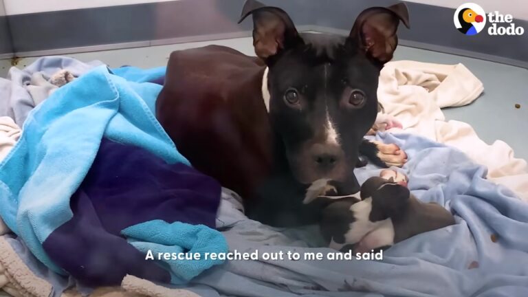 Texas Dog Labeled A Dangerous Bite Risk Surprises Rescuers When Her True Personality Shines Through