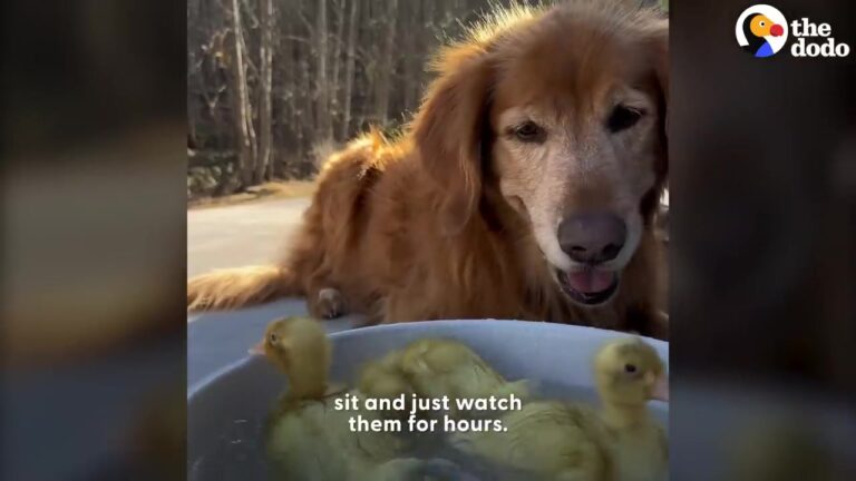 Texas Dog Became The Heart Of A Growing Farm After Welcoming Every Rescued Animal That Crossed His Path