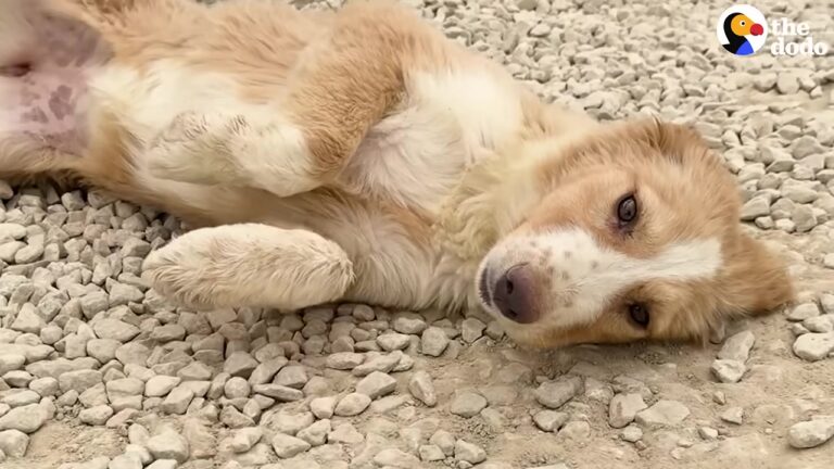 California Rescuers Had Everything Planned For This Stray Until One Escape Turned Into A Nightmare