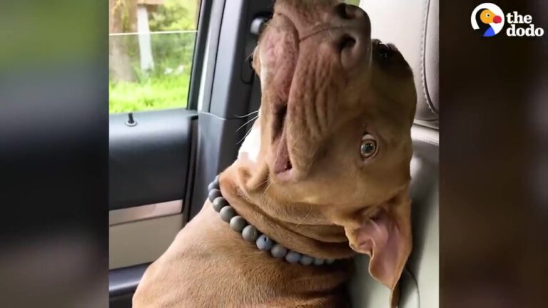 Ohio Dog Has A Strict Routine When Visiting His Grandparents And The Final Step Always Melts Hearts