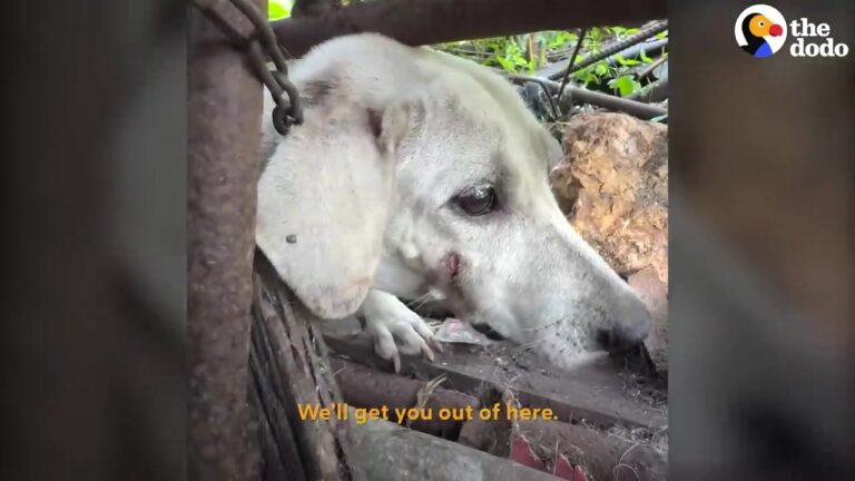 Terrified Little Texas Dog Was Confined To A 12-Inch Chain With Barely Any Room To Move
