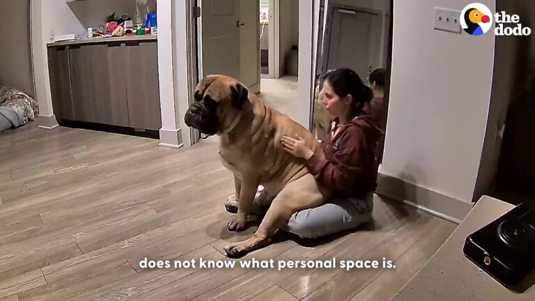 New York Woman Watches Her Huge Bullmastiff Pick Up A Stuffed Animal And Realizes He Still Has One Puppy Habit