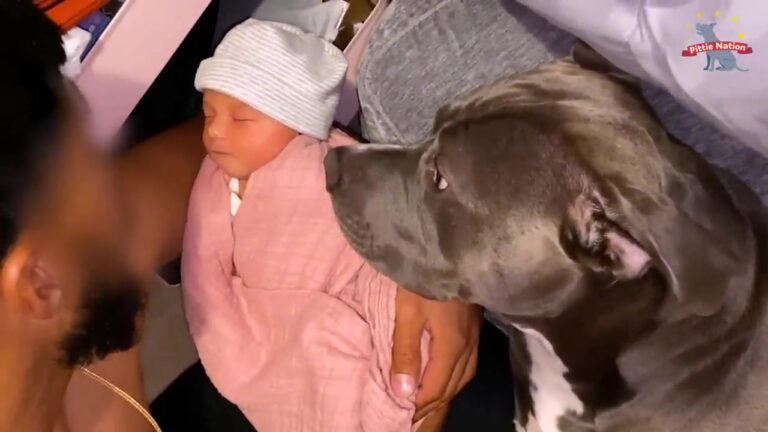 Ohio Dog Sensed His Mom’s Pregnancy, But His Reaction To The Newborn Left Everyone Melted