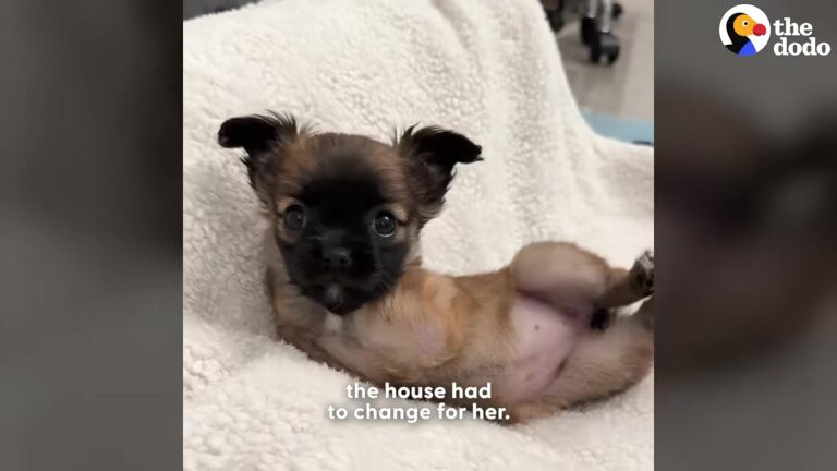 New York Foster Mom Thought Her Two-Legged Puppy Needed Help Until She Reached The Stairs