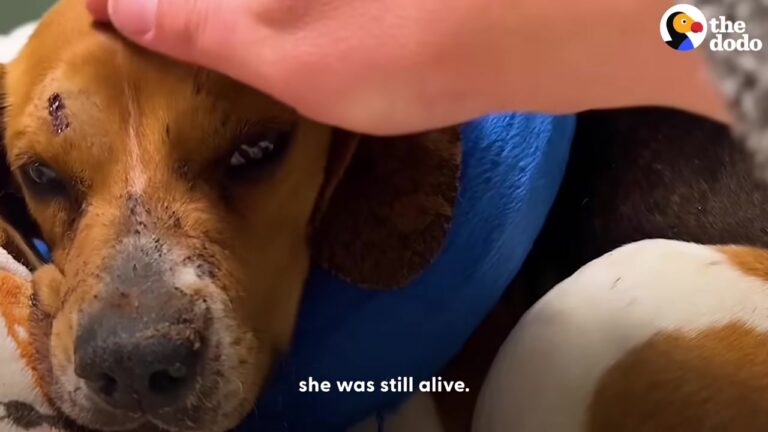 Georgia Dog Found Bleeding And Broken Gets A Miracle Second Chance Thanks To Two Golden Retrievers