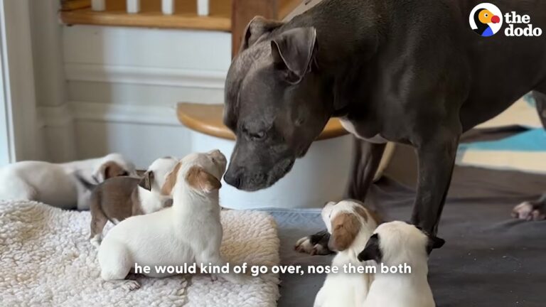 Abandoned At Just Four Weeks Old, This Massachusetts Pit Bull Grew Up To Raise More Than 500 Orphaned Puppies