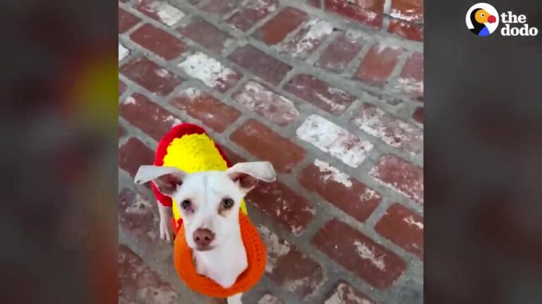 California Foster Family Took In A Severely Underweight Dog Who Had One Thing Constantly On His Mind