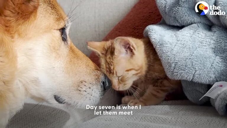 California Dog Was Sad And Lonely Until A Tiny Paw Reached Through A Crate To Change Everything