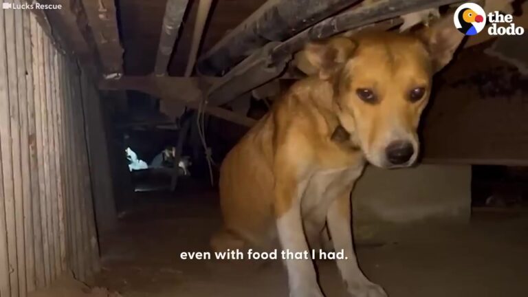 Georgia Mama Dog Outsmarted Rescuers For Months Until One Breakthrough Changed Everything