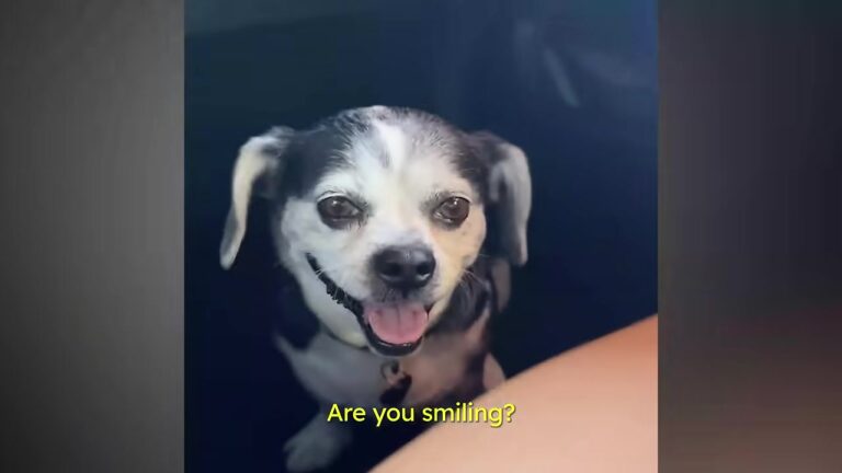 California Dog Loses Her Beloved Grandma, But Her Huge Smile Hides A Heartbreaking Story