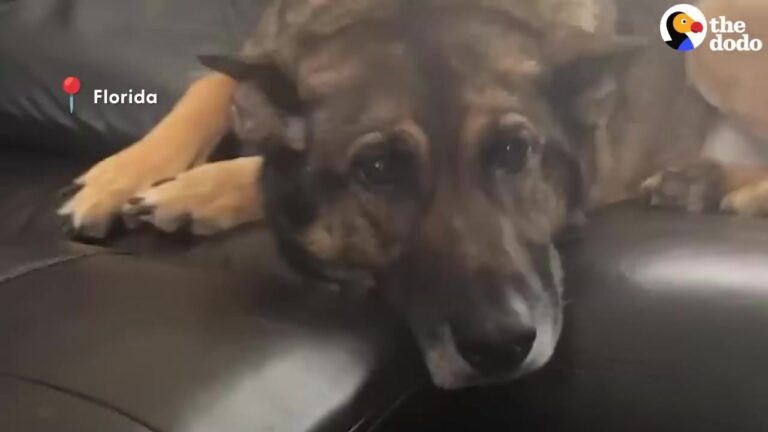 Florida Military Dog Can’t Adjust To Retirement, So Her Handler Comes Up With An Unusual Plan
