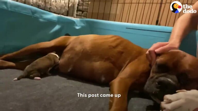 Pregnant Stray in Colorado Woke Her Foster Mom at Midnight, and the Long Night Was Just Beginning