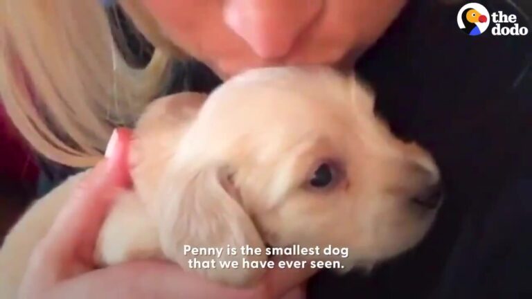 Texas Dog Was The Smallest Her Family Had Ever Seen, But Two New Arrivals Revealed Her True Purpose