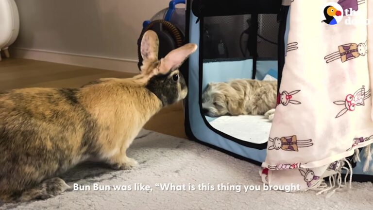California Dog Adopted Into A House Full Of Rescued Rabbits Starts To Believe He Is One Of Them