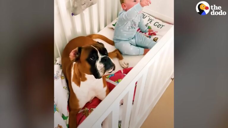 Texas Dog Wakes Up Early Every Morning Just To Greet His Tiny Best Friend In The Sweetest Way