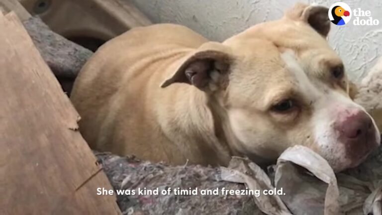 Michigan Dog Found Freezing In An Abandoned House Gets The Warm Ending She Deserved