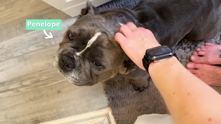 Maryland Family Notices Their New Dog Is Afraid To Explore Outside And Suspects Something About Her Past
