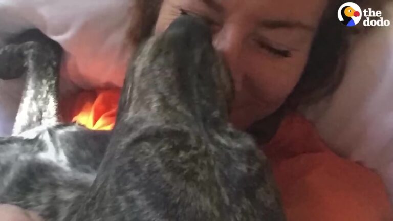 California Dog Kept Sneaking Through The Fence, Leading To A Beautiful Healing Journey Together