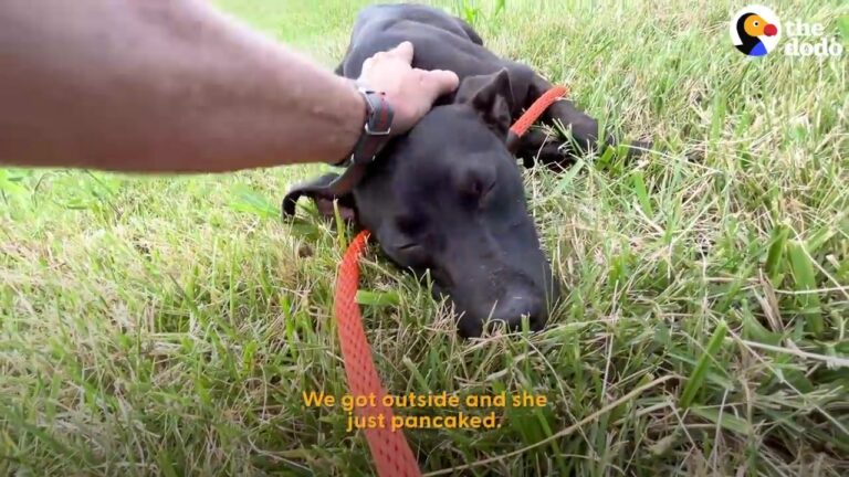 Missouri Rescuer Reaches For A Frightened Puppy, But One Small Moment Changes The Rescue