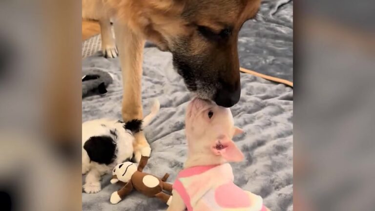 New York Woman Was Nervous Letting Her 68-Pound German Shepherd Meet Tiny Puppies, Until He Did This