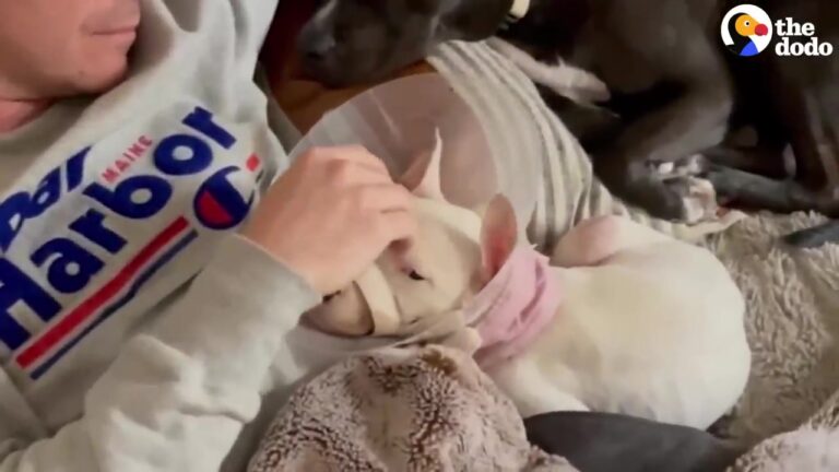 Georgia Family Helps Injured Puppy Booey Recover, But Her Two Canine Foster Siblings Have Their Own Way Of Helping
