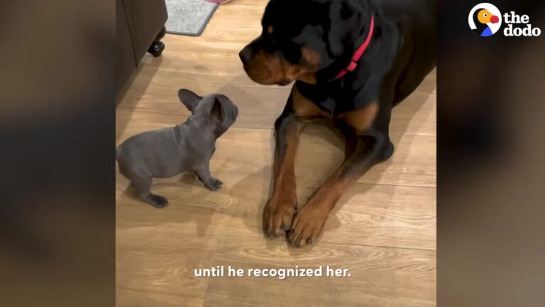 Tiny Oklahoma Puppy Had One Goal With Her Giant Rottweiler Brother, And She Wouldn’t Give Up