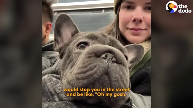 New York Dog Was So Swollen He Barely Looked Like Himself, But One Thing About Him Surprised Everyone