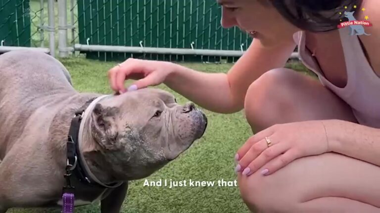 New York Pit Bull Poutine Arrives In Foster Care With Little Energy, But One Special Bond Helps Her Come Out Of Her Shell