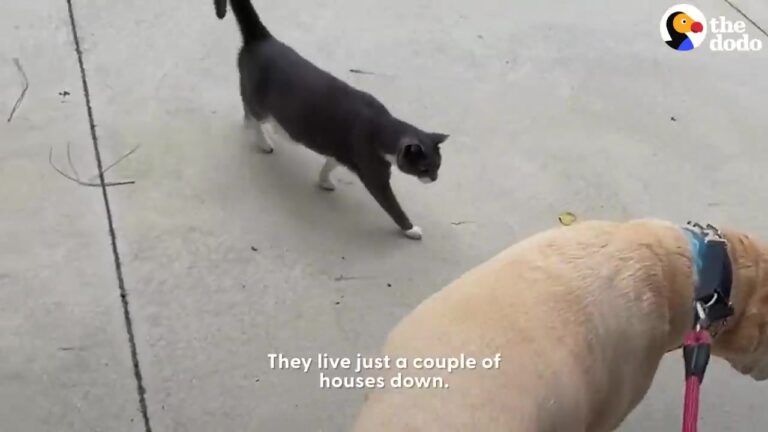 Georgia Cat Starts Following Two Dogs Around The Block, Then Becomes Part Of Their Post-Walk Treat Ritual