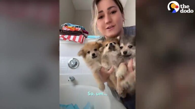 Florida Woman Took Home Three Puppies Weighing Under Five Pounds Combined, And The Surprises Kept Coming