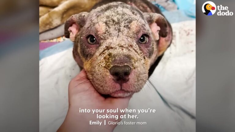 Hairless Texas Dog Begins A Healing Journey With Two Foster Moms And Undergoes An Incredible Change
