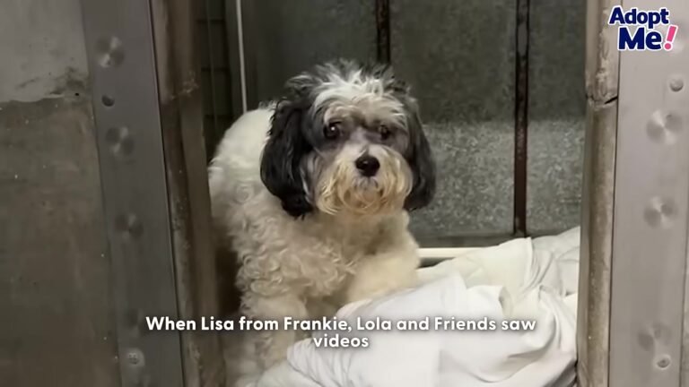 Blind California Dog Was Left At A Loud Shelter After 13 Years, But His Story Took An Unexpected Turn