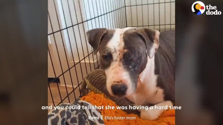 Terrified Stray Texas Dog Huddled Inside A Crate After Losing An Eye And Struggling To Feel Safe