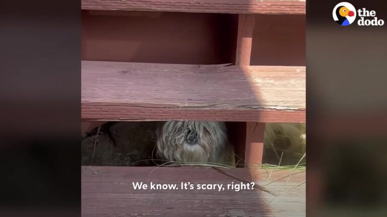 California Rescuers Approach A Matted Dog Hiding Under Stairs And Uncover A Heartwarming Transformation