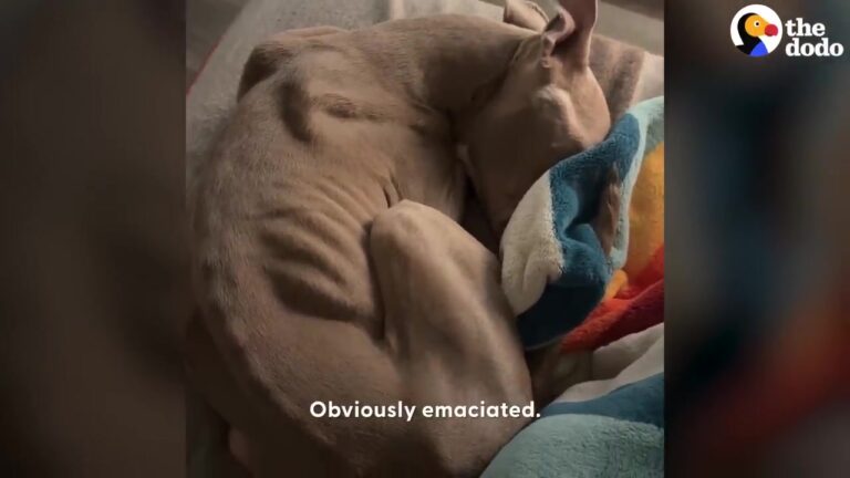 Texas Dog Weighed Only 25 Pounds, But His Reaction To A First Belly Rub Changes Everything
