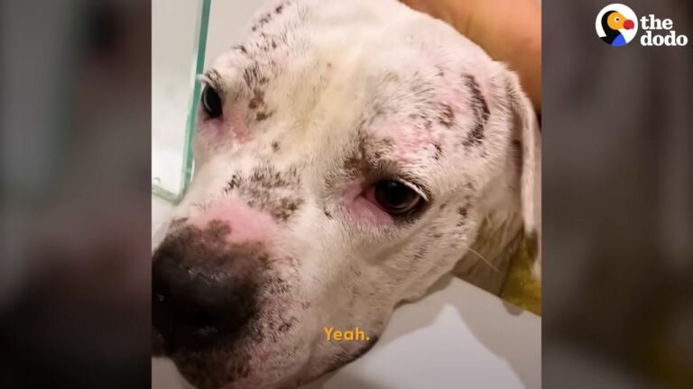 California Foster Mom Almost Gave Up After A Scary First Night, But Then The Anxious Dog Revealed Her True Heart