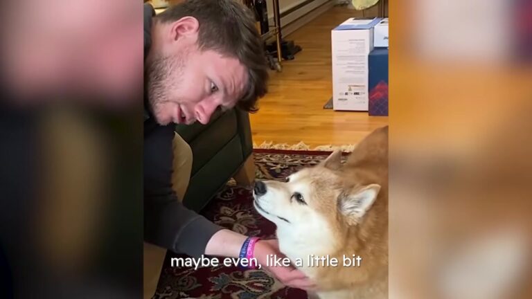 New York Dog Kept Everyone At A Distance For Years, Then One Man Tried Something Different