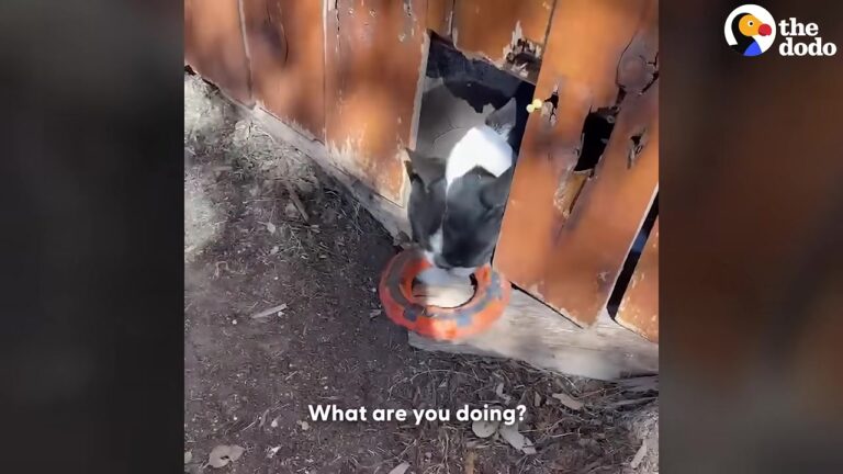 Virginia Family’s Neighbor Dog Busts Through Their Fence Every Day, Then Suddenly Stops Coming