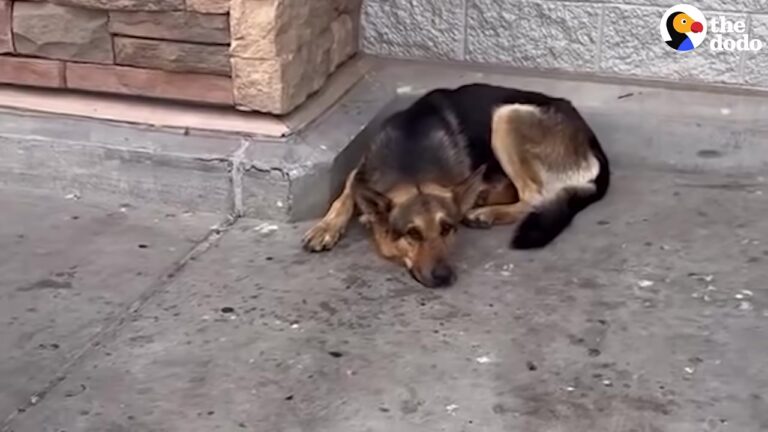 German Shepherd Sat Beside His Favorite Toys Outside Walmart In California, Still Waiting For His Family To Return