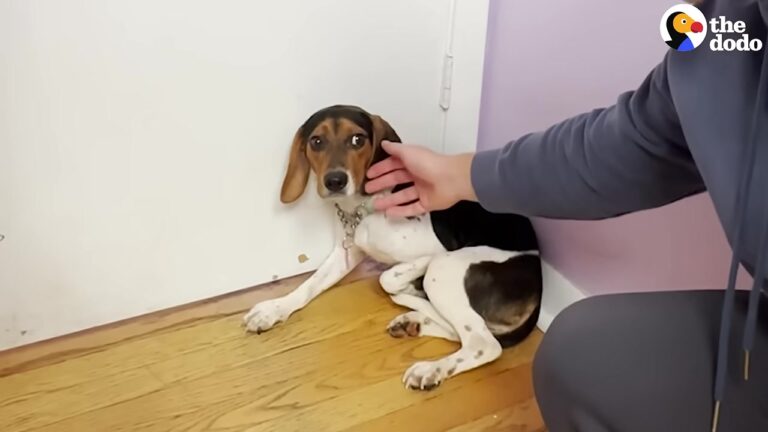 Illinois Foster Dad Picked Up A Frightened Beagle In The Rain, Unprepared For What Came Next