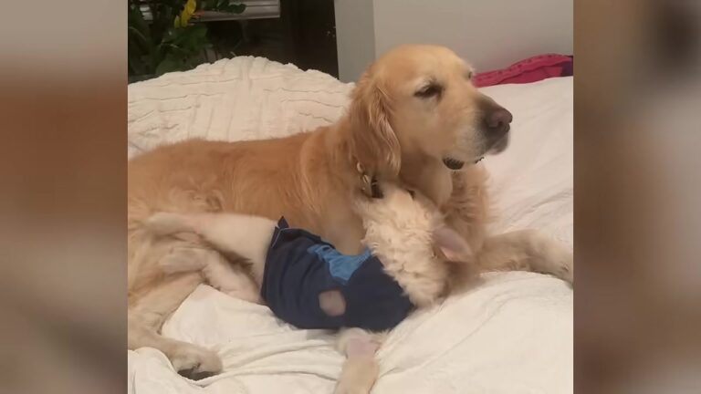 Tiny New York Puppy With An Unusual Paw Is Rejected By Her Mother, But Her Father’s Reaction Takes Everyone By Surprise