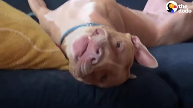 Texas Dog Still Waits Behind A Closed Door, Hoping Someone Will Come Spend Time With Her