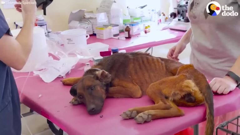 Rosie Was Found In Texas in a Frail Condition, But Her Foster Mom Saw a Spark In Her Eyes