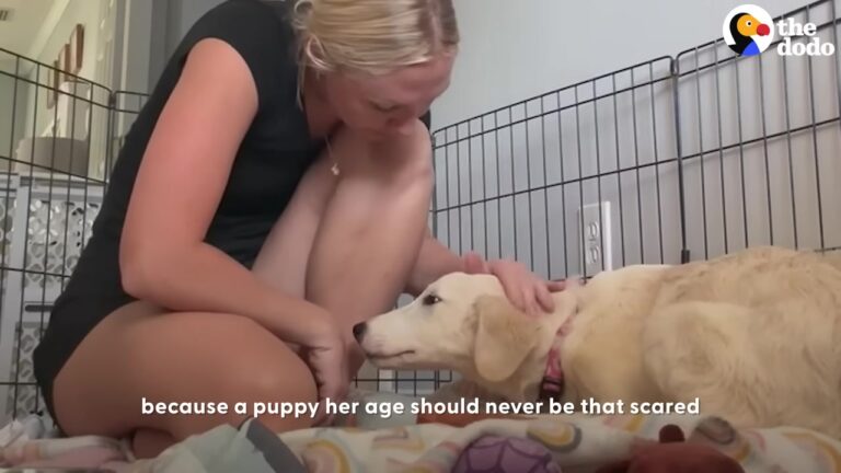 Five Dogs Become Unexpected Teachers For A Terrified Texas Puppy Who Won’t Move